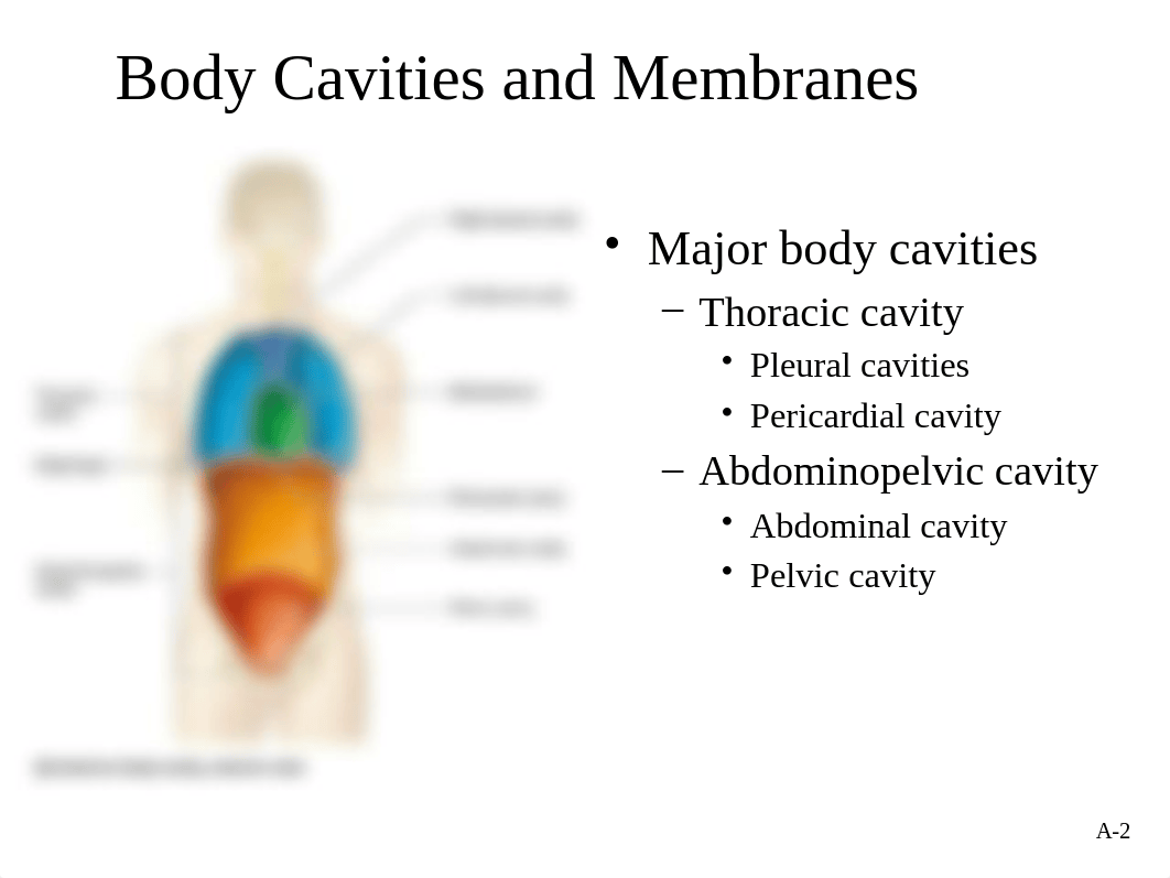 A&P 1 Lab 2. Body Organization and Terminology Fall 2018.pptx_duxgi1t1389_page2