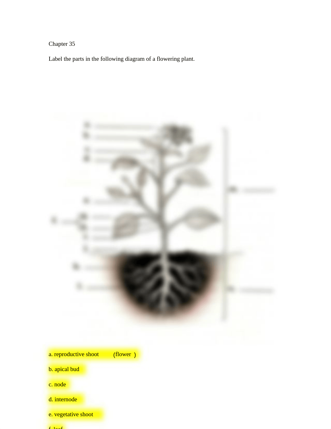 20.竞赛35 vascular plant 答案.pdf_duxkymiv132_page1