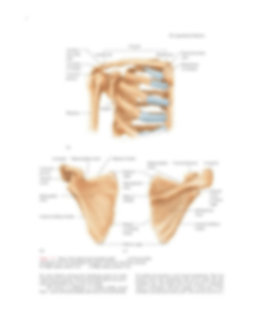 Lab8_Anatomy_F2021.pdf_duxq3uu62ih_page2