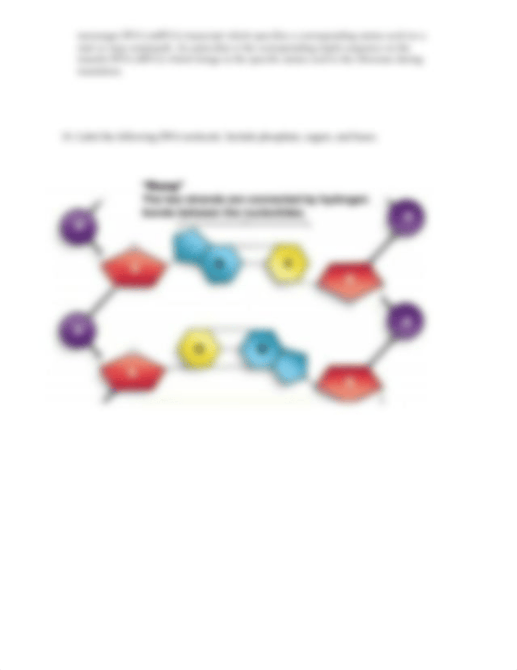 Lab_13_Protein Synthesis Lab_Answer_Sheet.docx_duxyvzws65j_page2