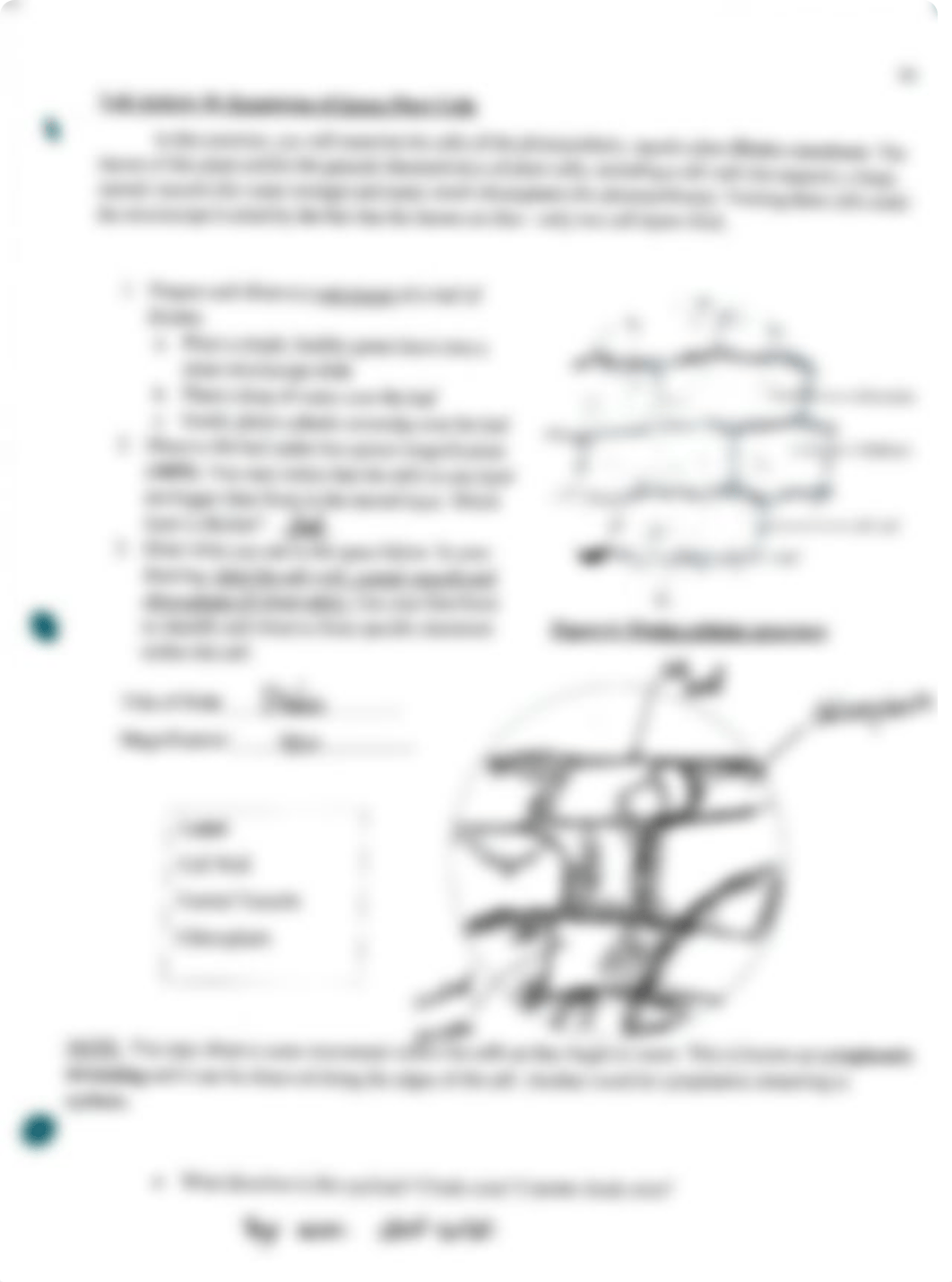 BIOL 003 Lab#6.pdf_duyjyp43c08_page5