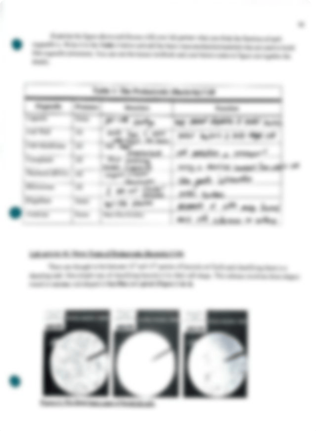 BIOL 003 Lab#6.pdf_duyjyp43c08_page2