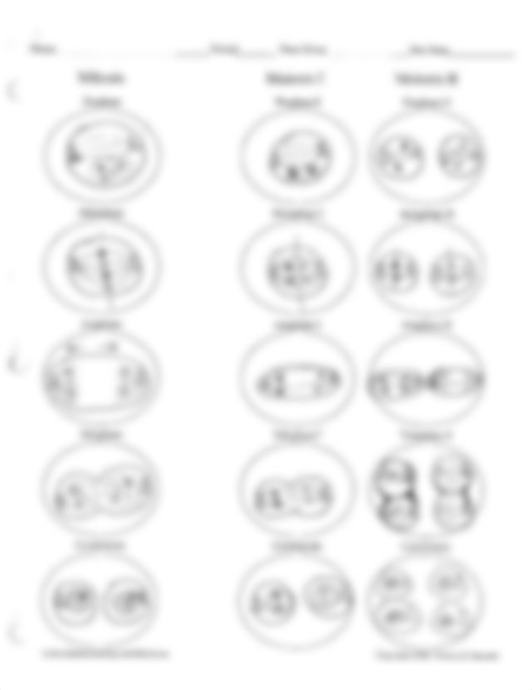 mitosis_vs_meiosis_wksht_KEY_duznmmlzabp_page2