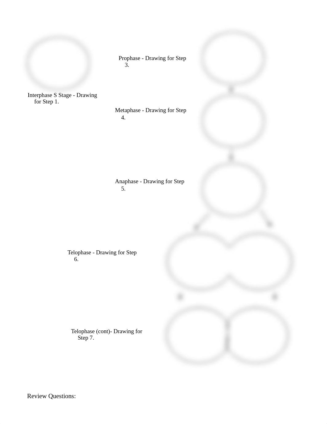 mitosis_pipe_cleaner_activity.doc_duzuu0fztak_page2