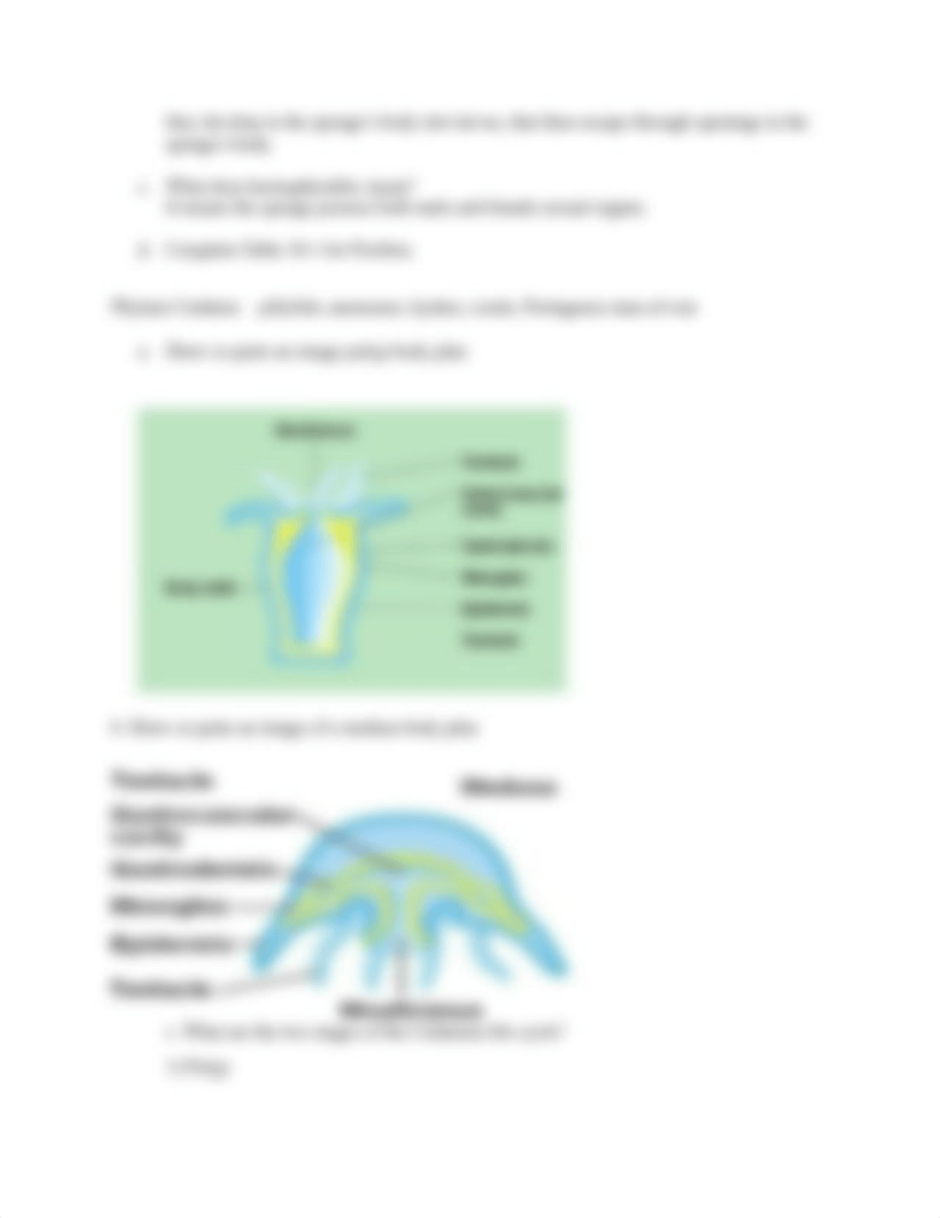 Invertebrate Diversity Lab- Ashli Rigel.docx_dv0aptnafgf_page3