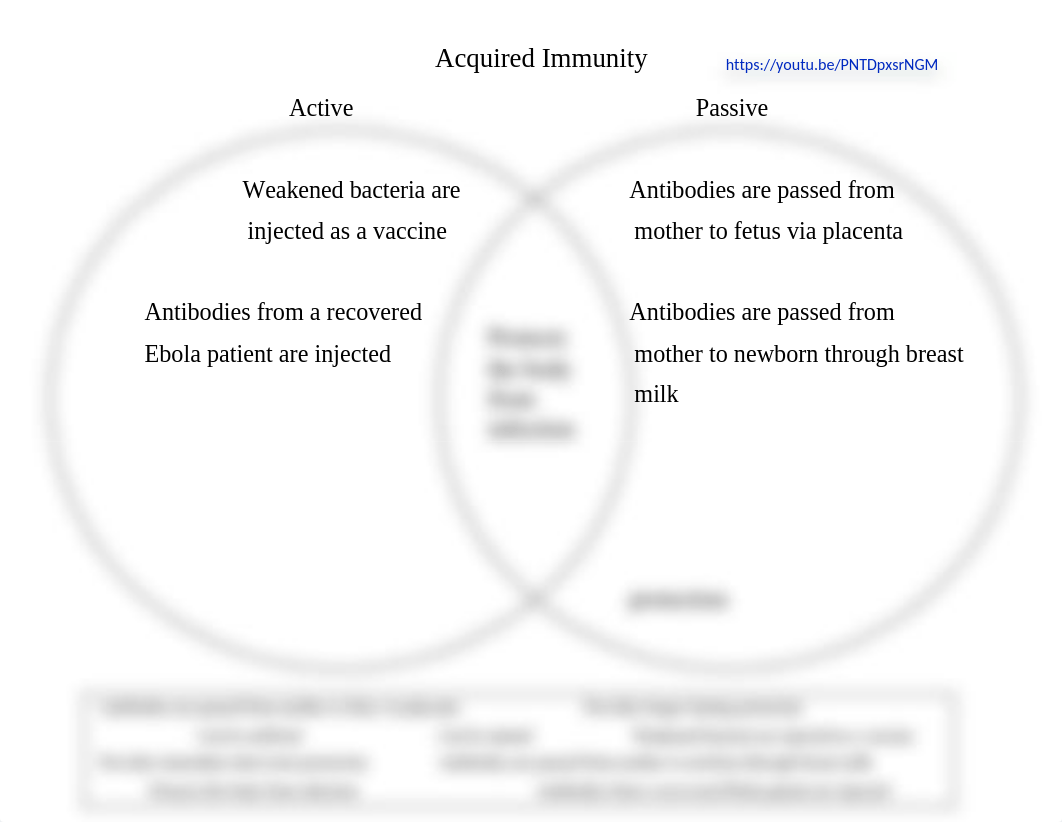 Acquired Immunity Venn Diagram Answer Key-2.docx_dv0g2v5fn0z_page1