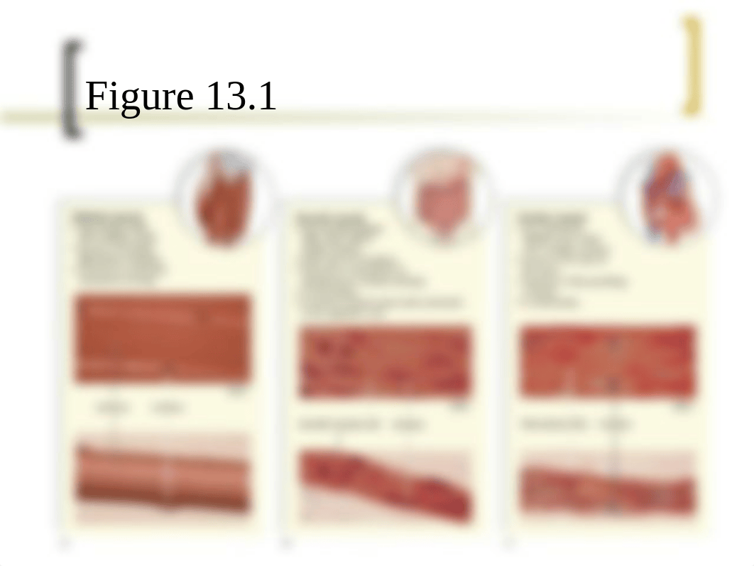 Muscular System (Chapter 13).pptx_dv150of6psm_page3