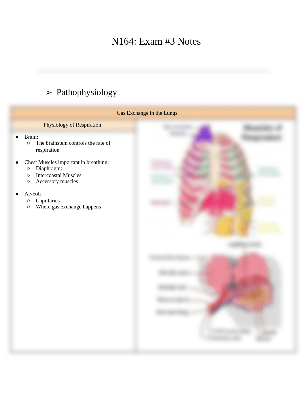 N164_ Exam #3 Notes .pdf_dv18s1d3ryo_page1