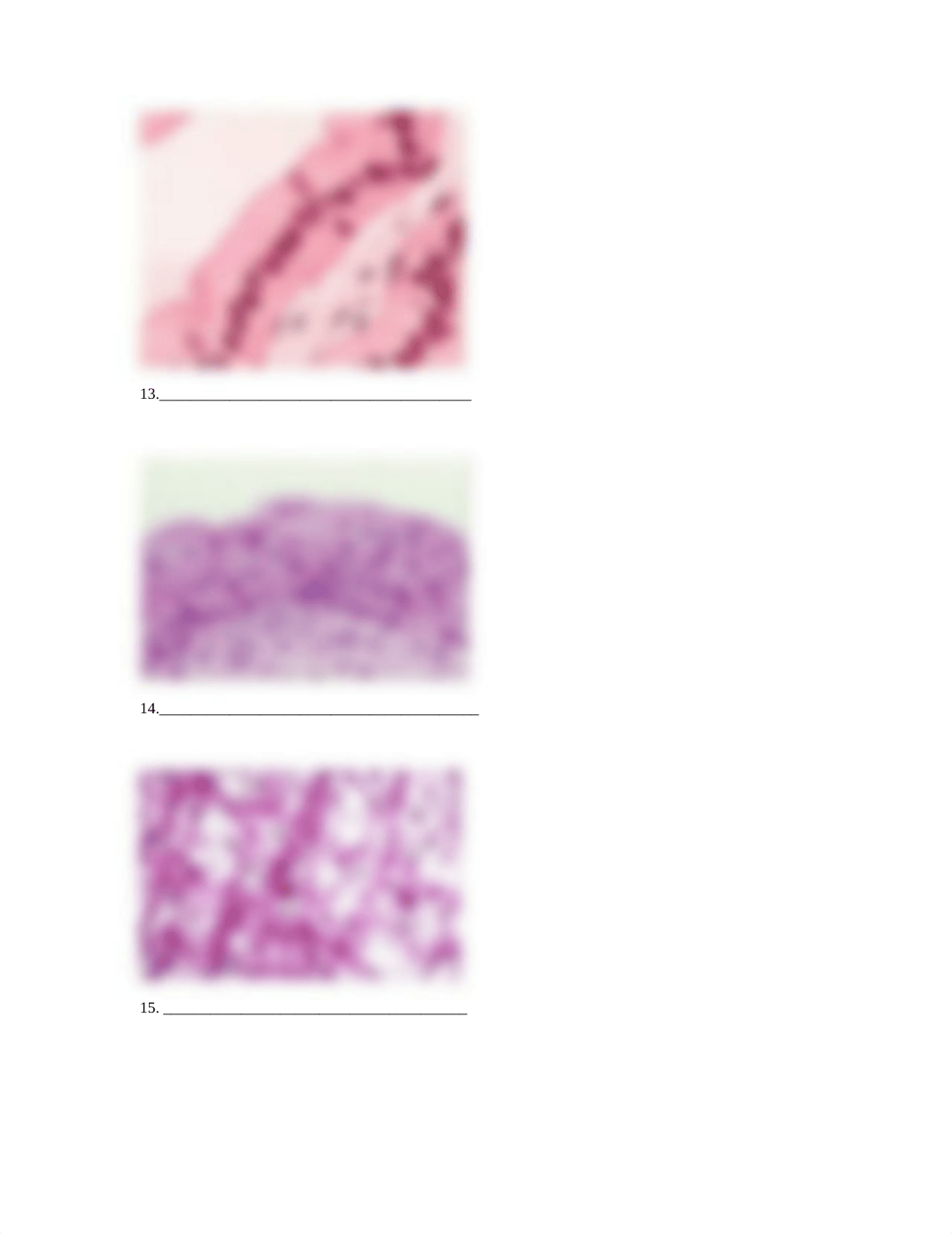 Lab_Tissues - Practice.doc_dv1dzyu2rou_page5