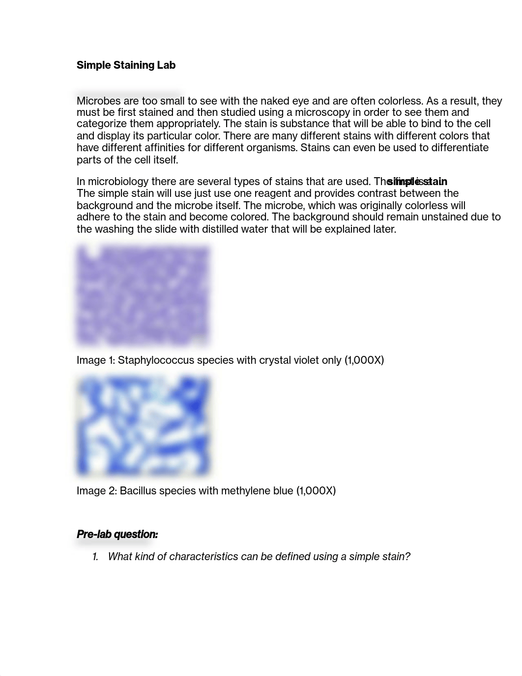 Chapter 4 - Simple Staining Lab_dv2dxbima2v_page1