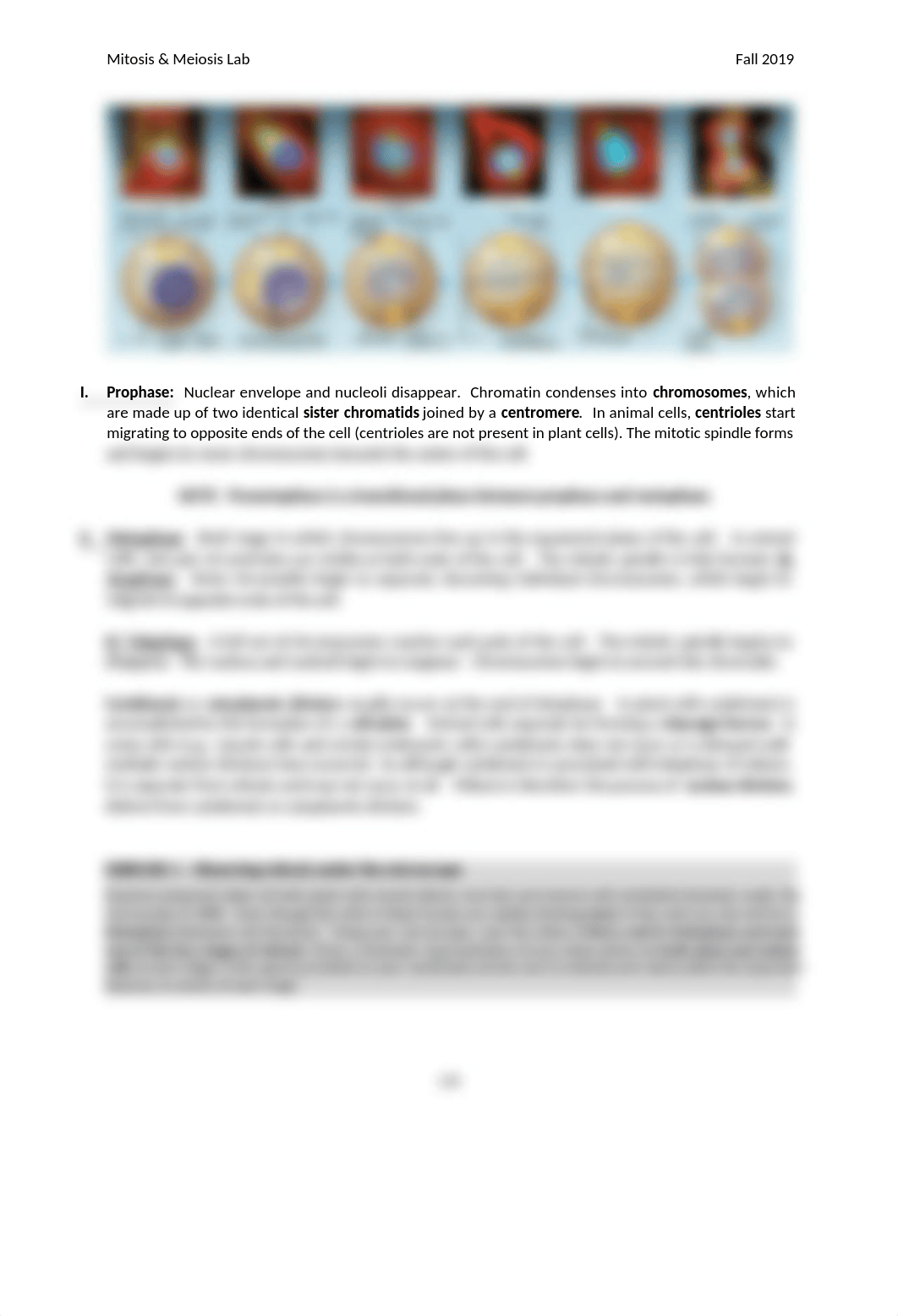 Mitosis Lab Fall 2019 Ver. 2.docx_dv2lgik9aaw_page2