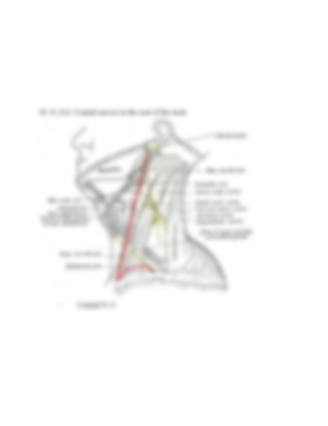 SEMESTER TWO MINI ONE FEBRUARY 20, 2013 CONCEPT - Neuro Anatomy.rtf_dv3a8lk015v_page3