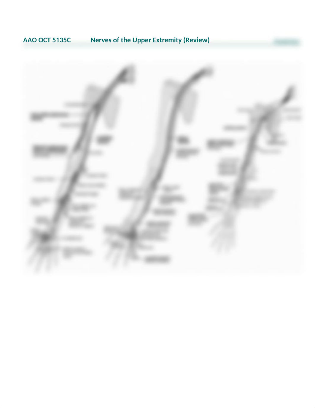 AAO OCT 5135C Nerves of the UE-Review.docx_dv3ztq7c1sz_page1