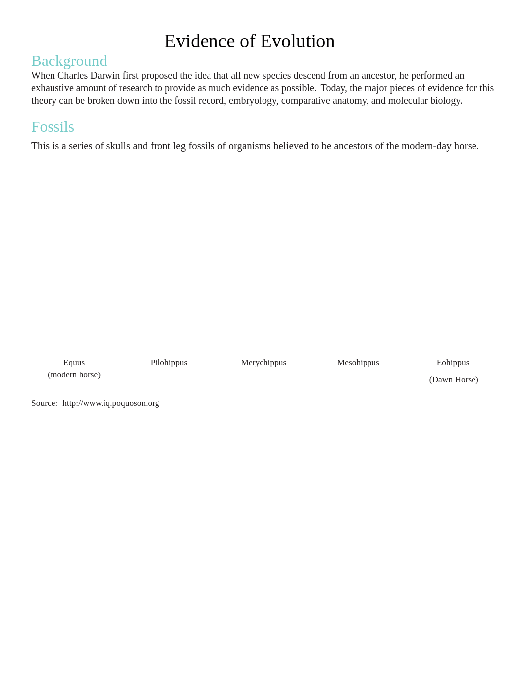 Olivia_Reeves_-_-Evidence-of-Evolution-Worksheet.pdf_dv4171c76wn_page1