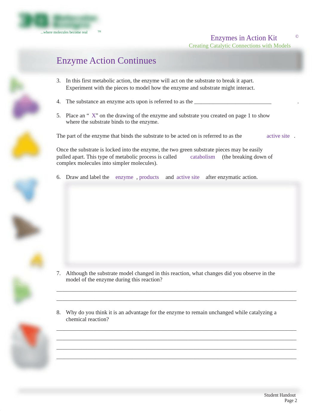 EnzymeStudentHandout_forWeb1 (1)-1.pdf_dv4szhosgp5_page2