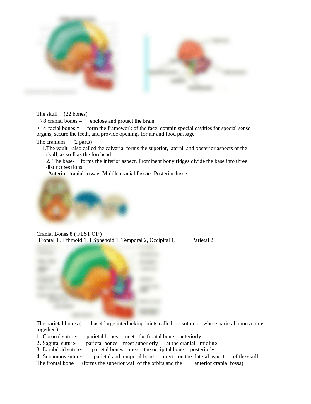 Test 4 Anatomy.pdf_dv4uspxq29d_page2