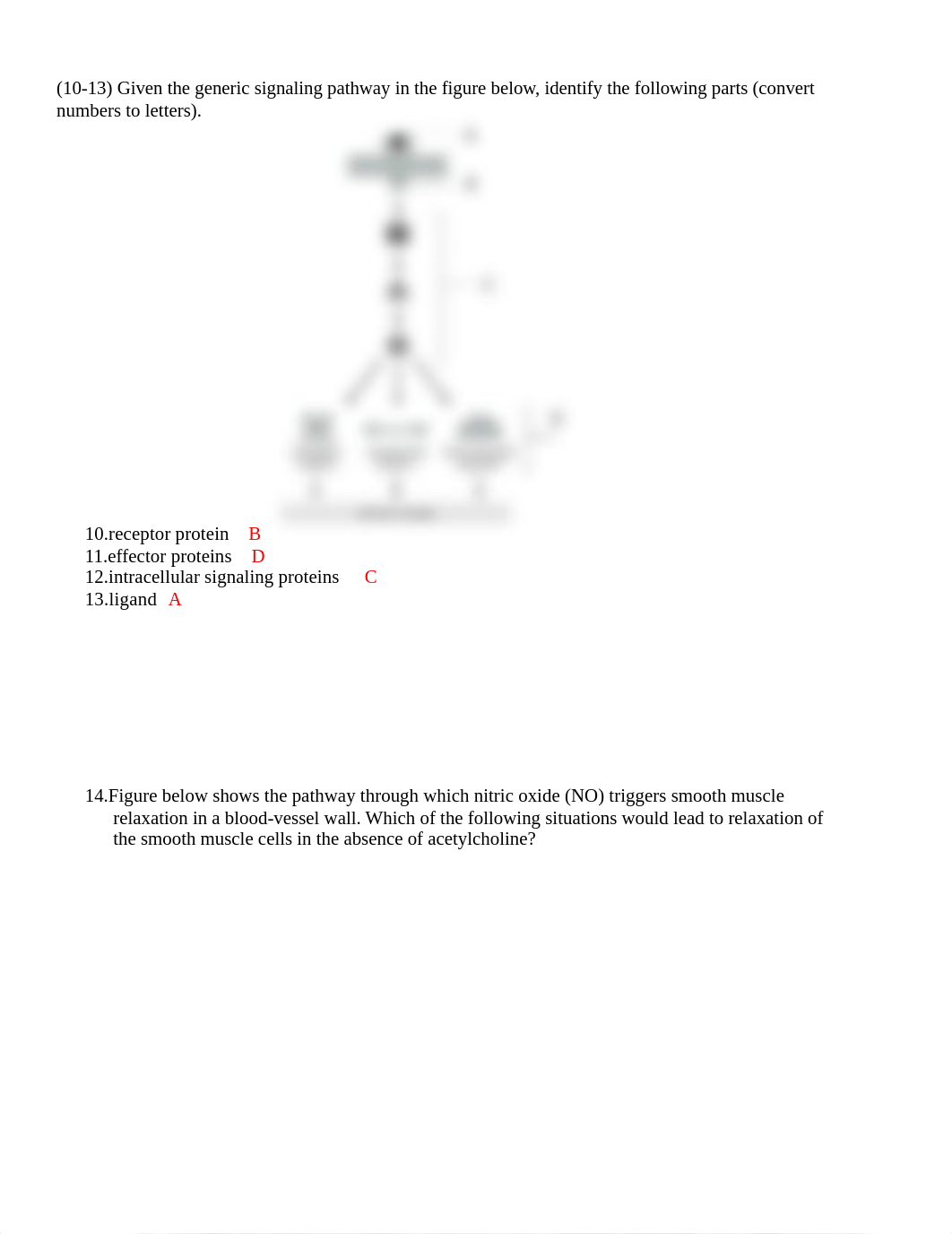 practice exam 4 answer key(1).doc_dv5fkej04sf_page2