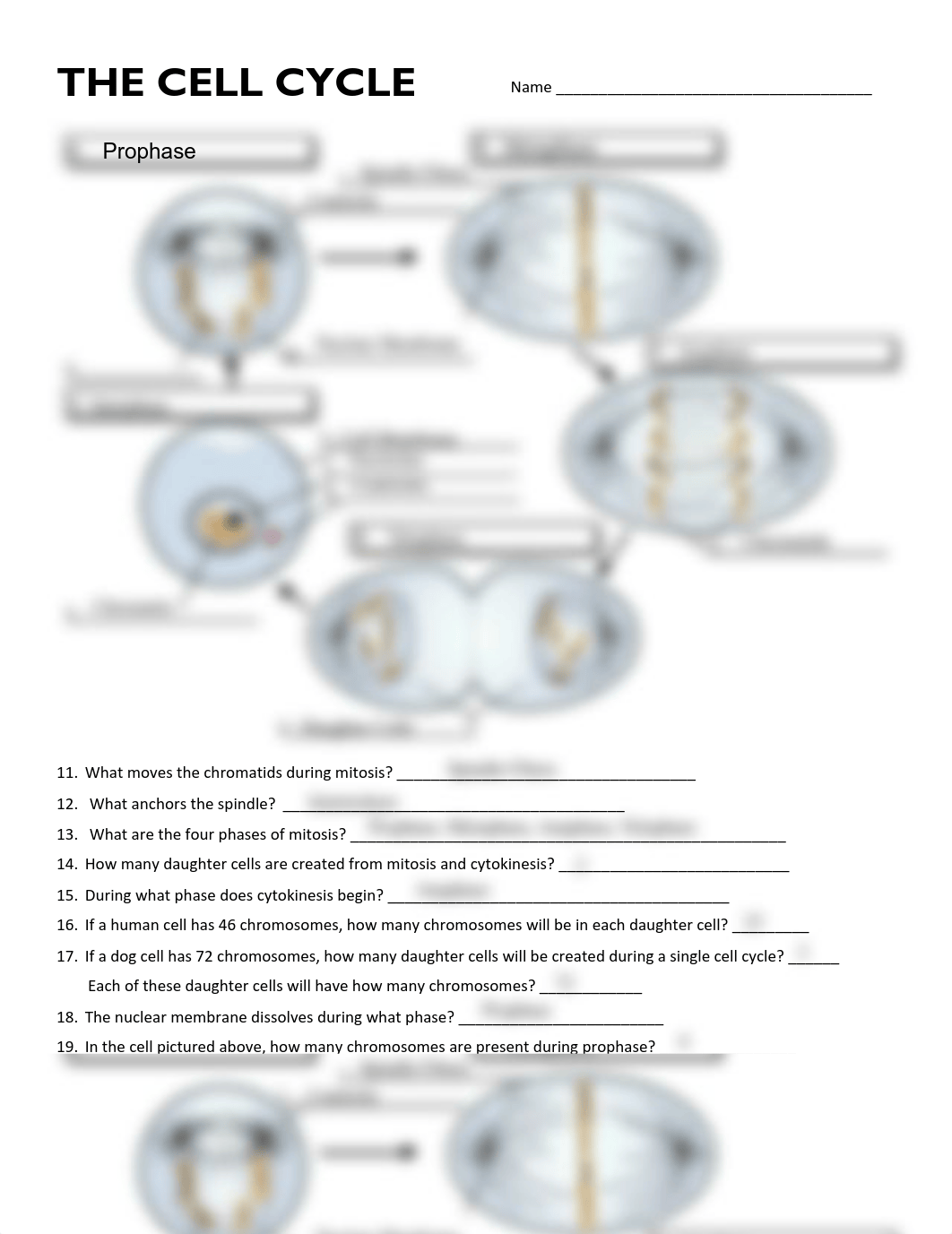 Betty Hale_Cell Cycle Labeling (1).pdf_dv5js7ns407_page1