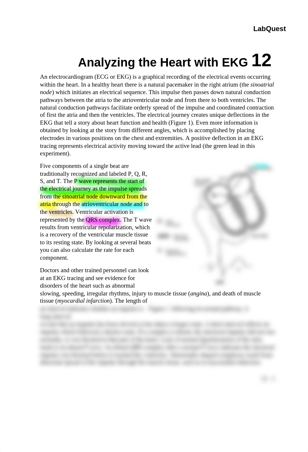 12 Analyzing Heart EKG LQ.docx_dv6f3rppac1_page1