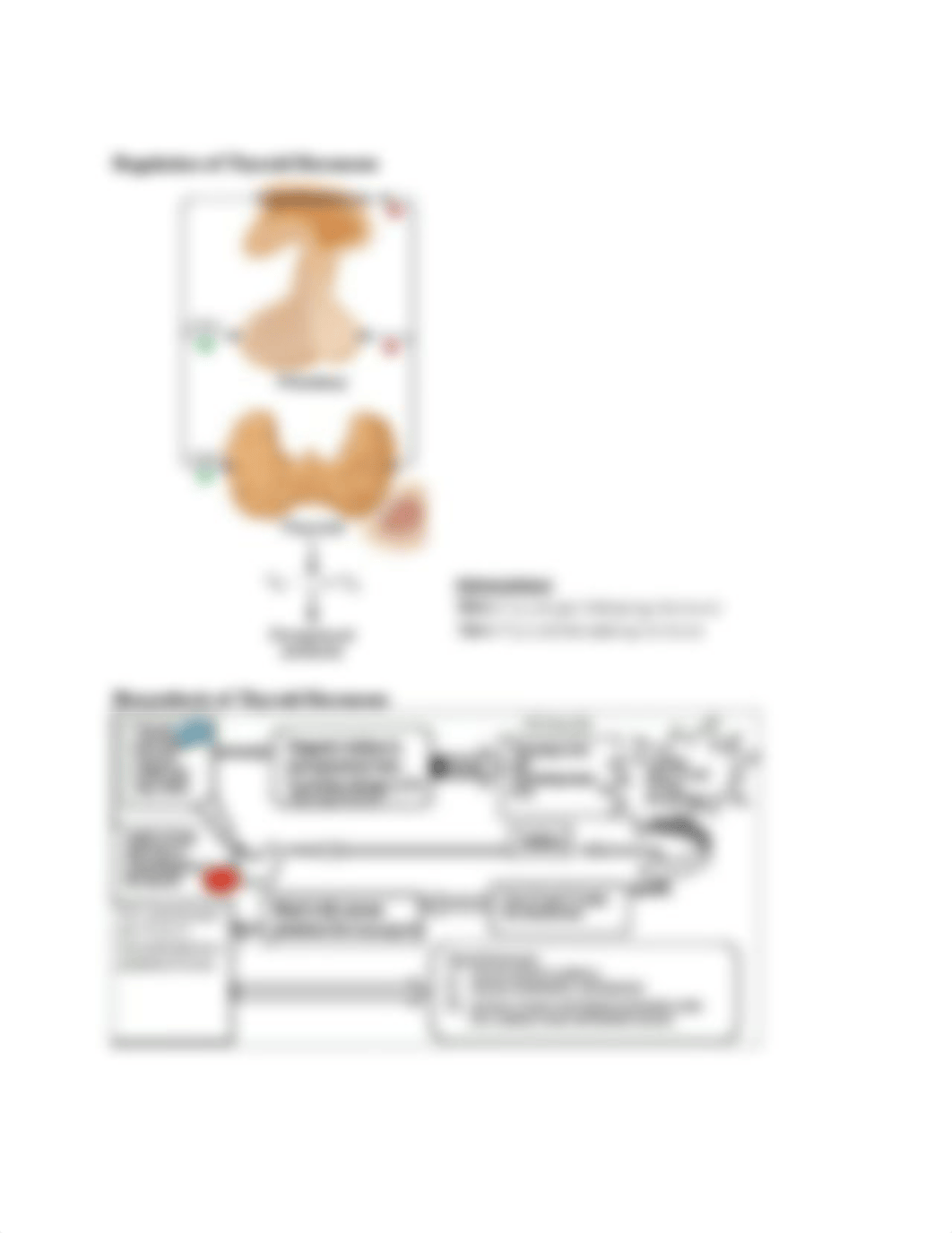 Thyroid & Adrenal Gland Disorders.doc_dv6zk0uckn8_page4