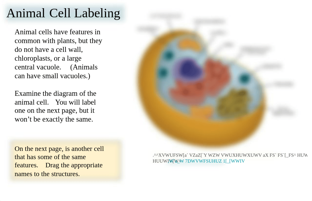 Cell Label Plant and Animal- Remote Edition.pdf_dv70etg1e6z_page4