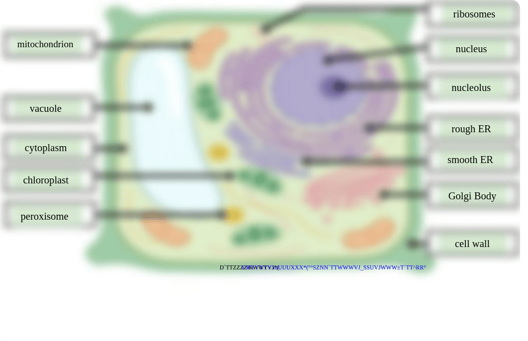 Cell Label Plant and Animal- Remote Edition.pdf_dv70etg1e6z_page2