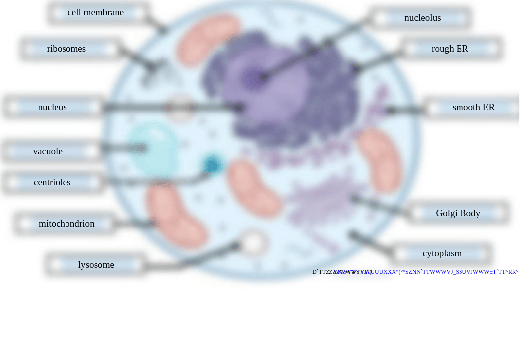 Cell Label Plant and Animal- Remote Edition.pdf_dv70etg1e6z_page5