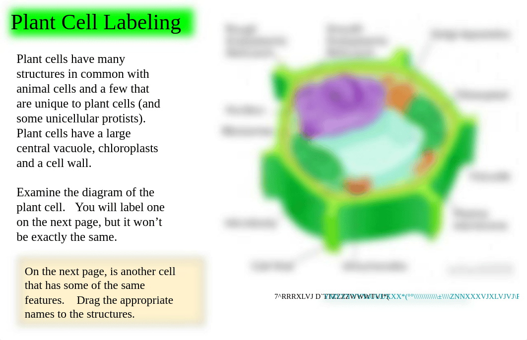 Cell Label Plant and Animal- Remote Edition.pdf_dv70etg1e6z_page1