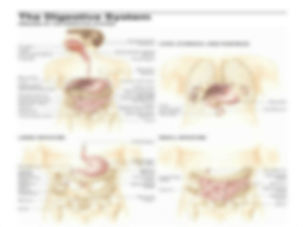 abdominal assessment_dv7rkqv0d9v_page2