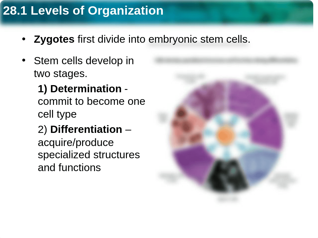 28.1_Levels_of_organization.ppt_dv7tftffx52_page3