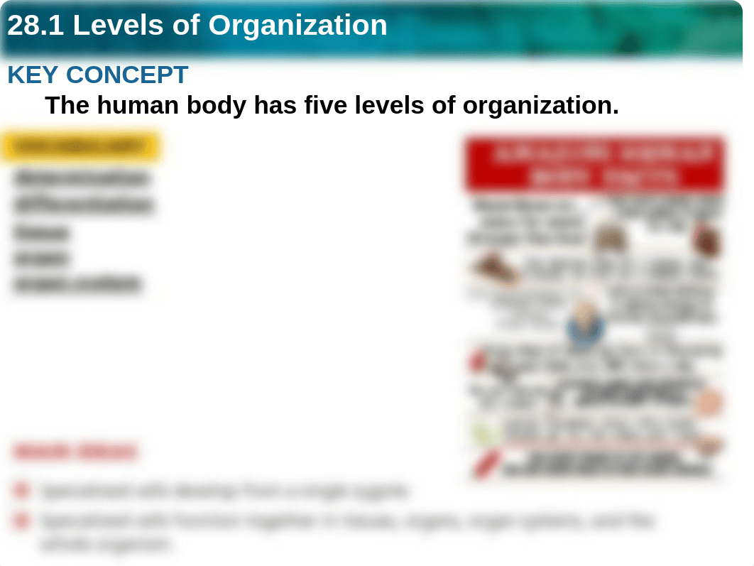 28.1_Levels_of_organization.ppt_dv7tftffx52_page1