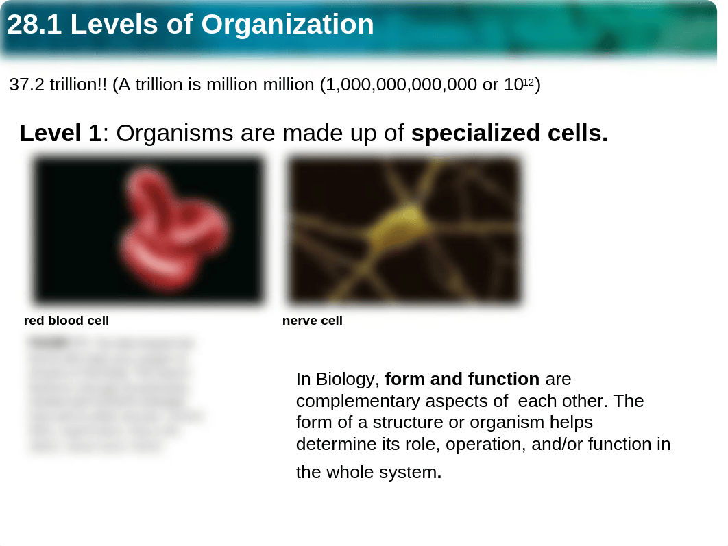 28.1_Levels_of_organization.ppt_dv7tftffx52_page2