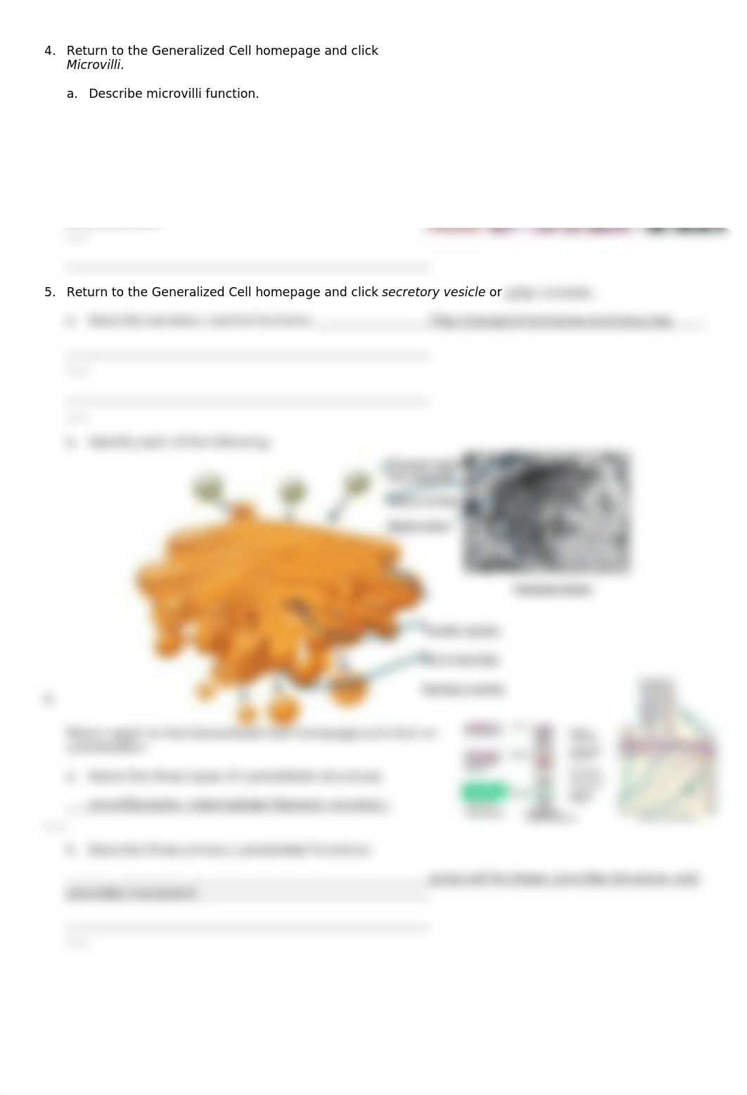 chapter 3 cell structure .doc_dv8hzq6byys_page3