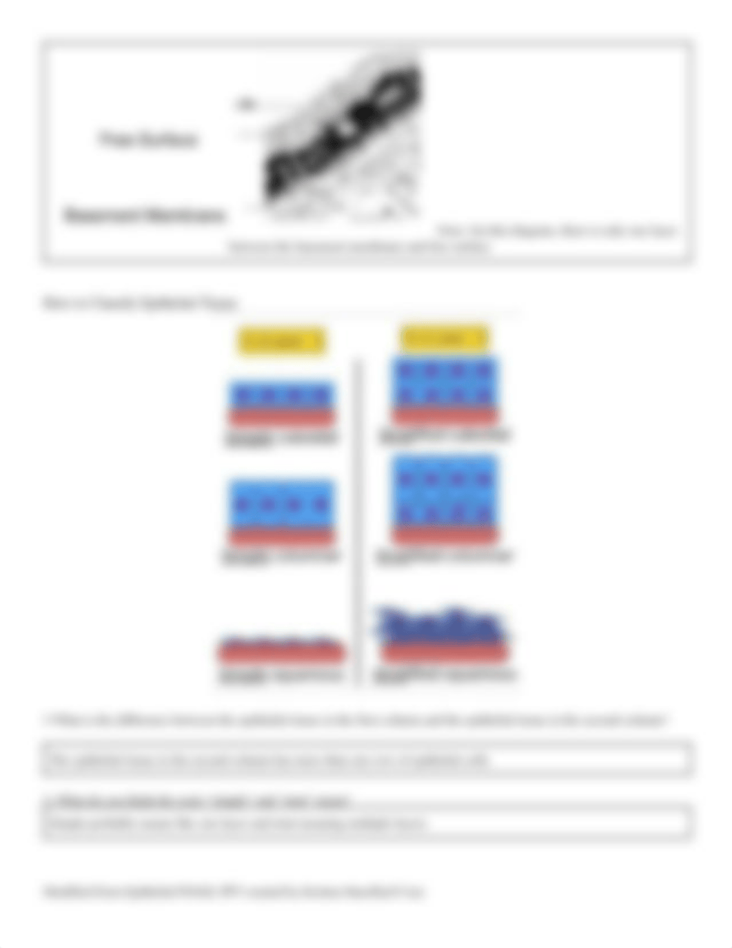 POGIL Introduction to Epithelial Tissue - 3502550.pdf_dv97lhr1bb8_page3