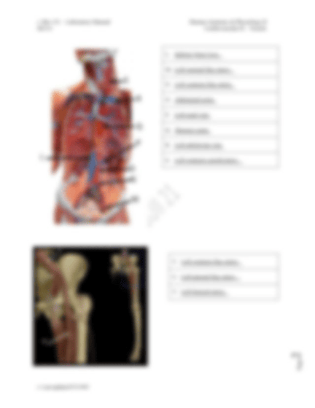 BIO 151 Lab #5 Cardiovascular JONEN.pdf_dv9vhggp00x_page2