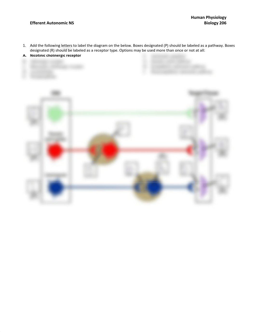 BIOL 206 M3 Efferent Autonomic (1).pdf_dva2nvh7vra_page1