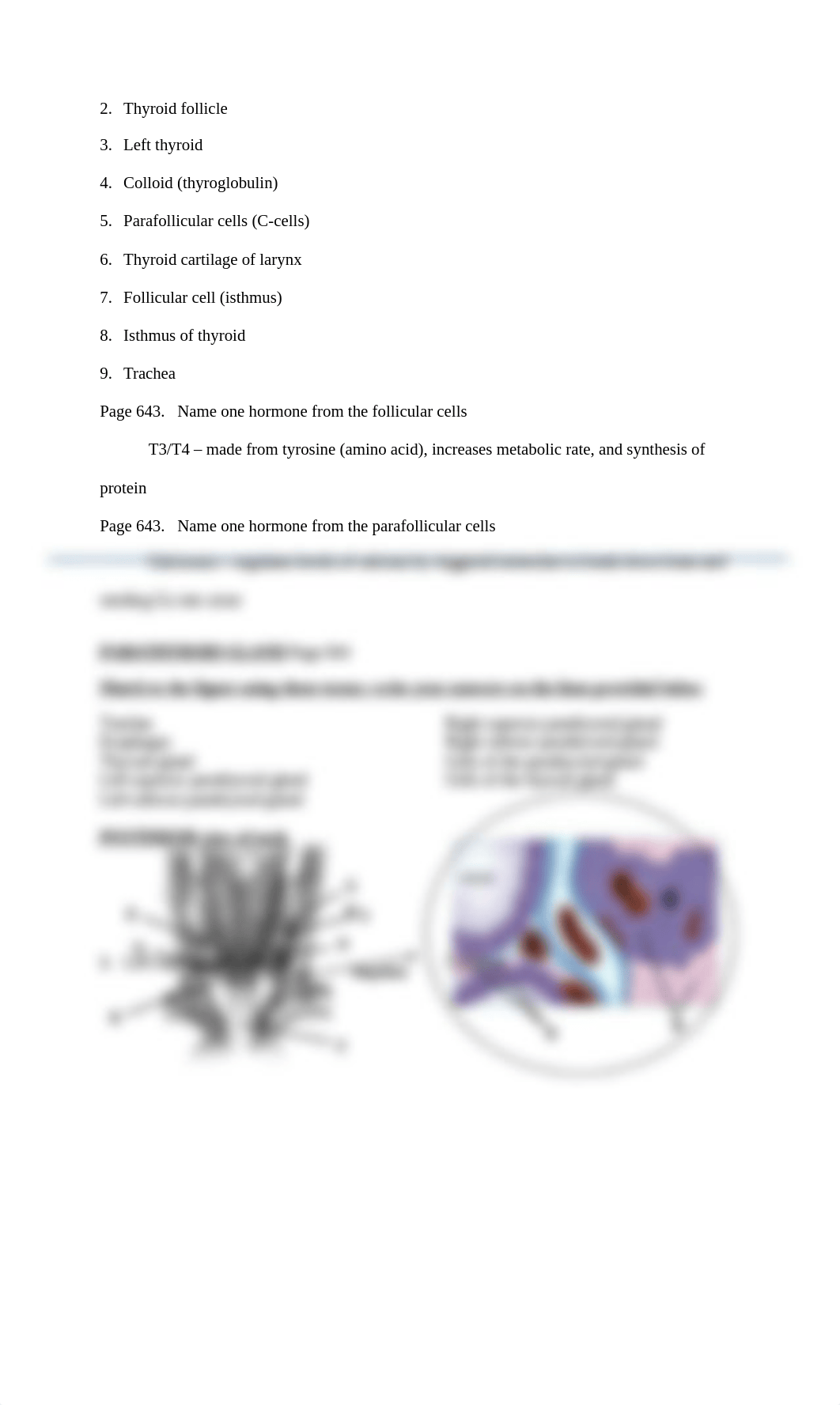 Lab #1 - Endocrine Lab Packet Spring 2021.docx_dvaf7vpvoy4_page4