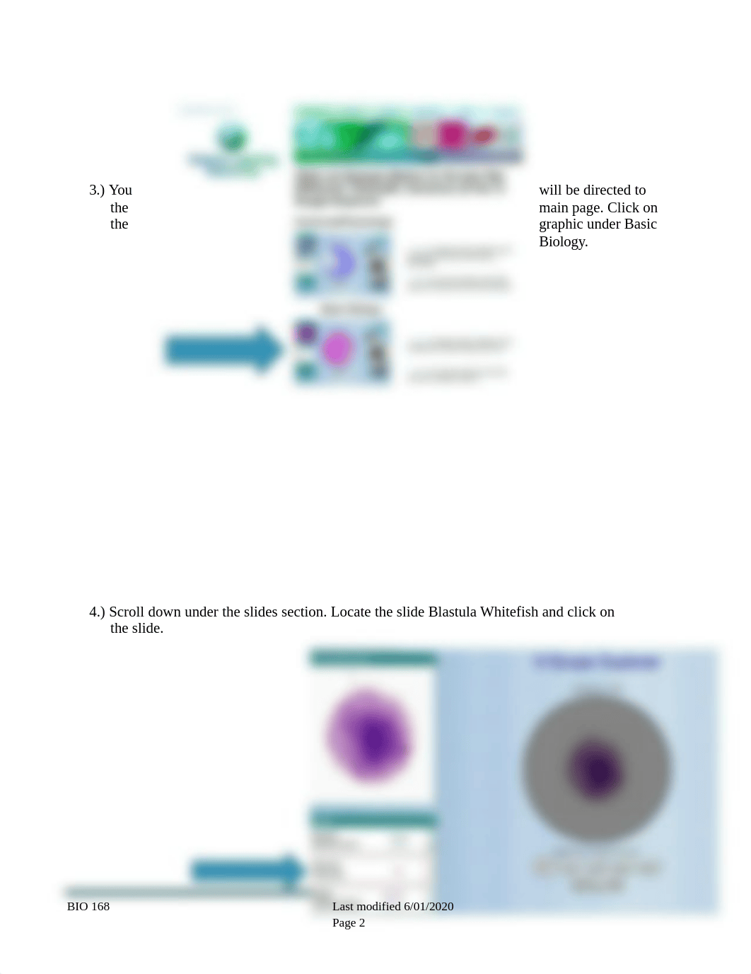 Lab 3 The Cell Cycle and Mitosis Histology Lab (3) (3).docx_dvbzlu9hv89_page2