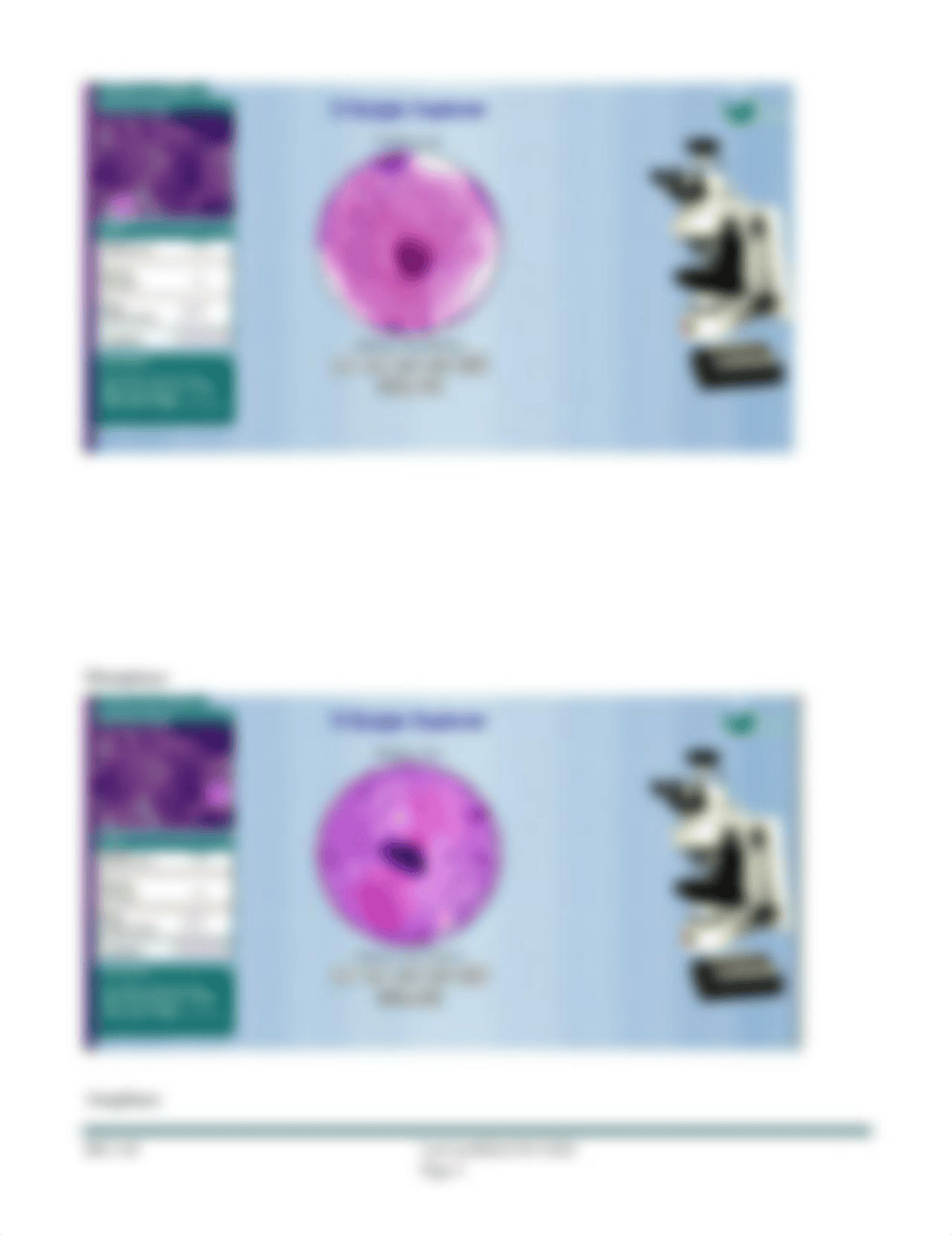 Lab 3 The Cell Cycle and Mitosis Histology Lab (3) (3).docx_dvbzlu9hv89_page4