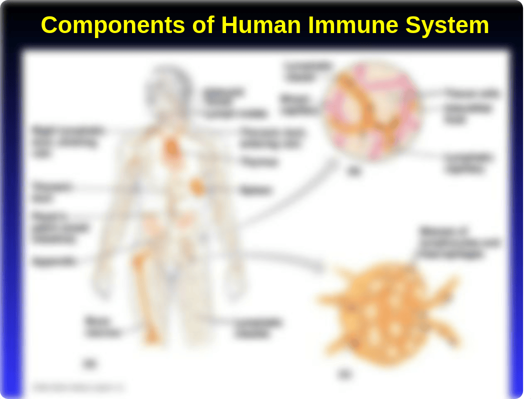 Kuby Immunology: Chapter 4 powerpoint_dvc6dxevmiq_page4