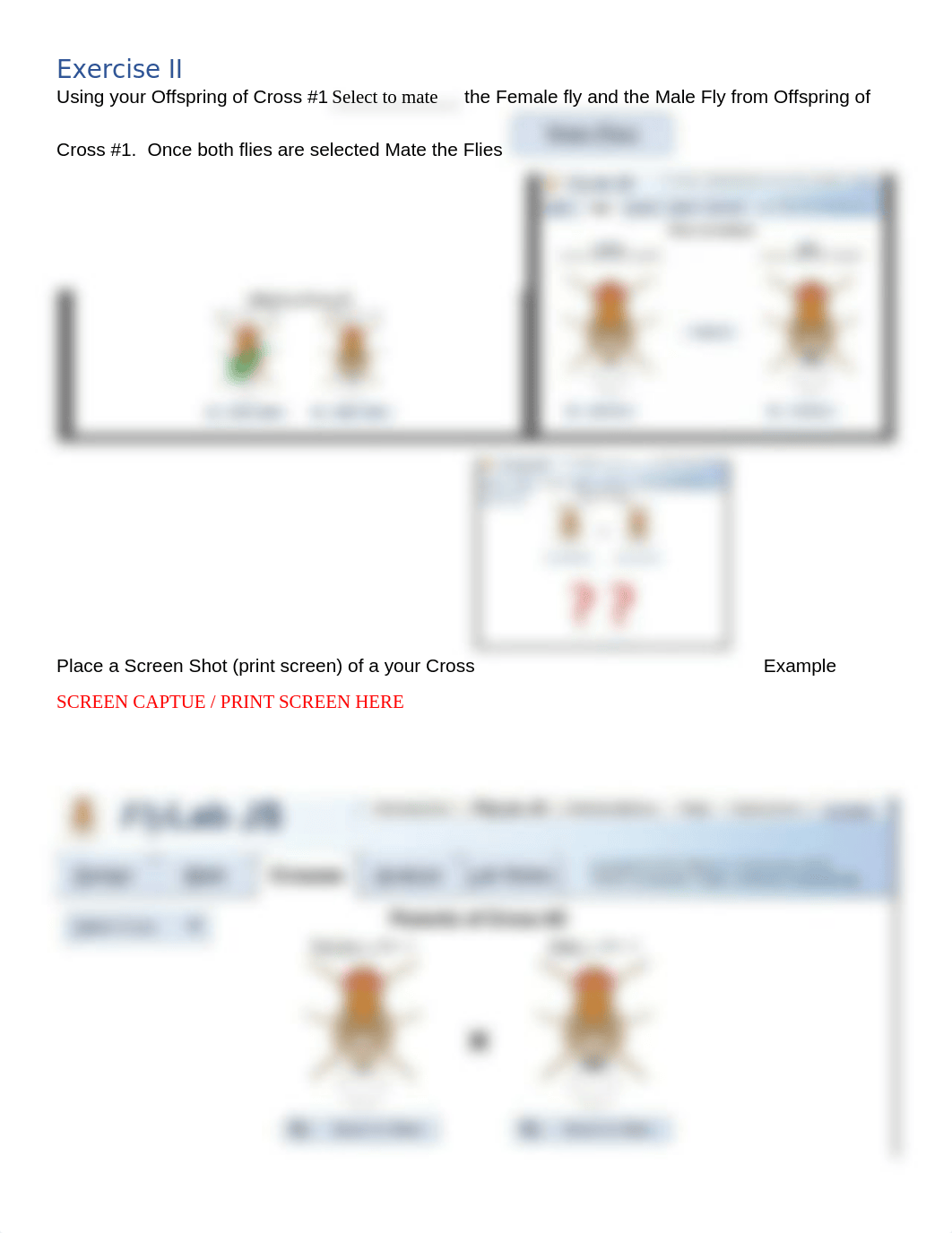 Mendeliian Genetics Drosophila Remote (1) (1) (2).docx_dvctegmb3jz_page4