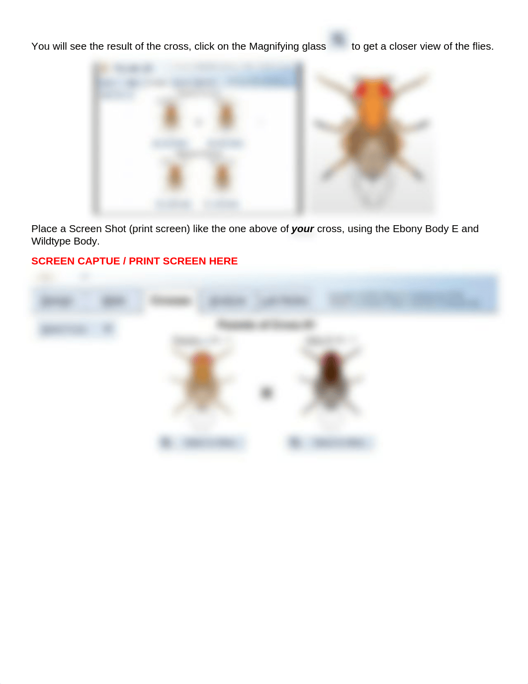 Mendeliian Genetics Drosophila Remote (1) (1) (2).docx_dvctegmb3jz_page2