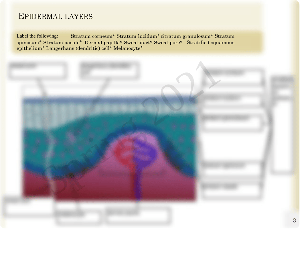 Anatomy and Physiology online Chapter 5 Lab Fillable.pdf_dvczlt6cw24_page3