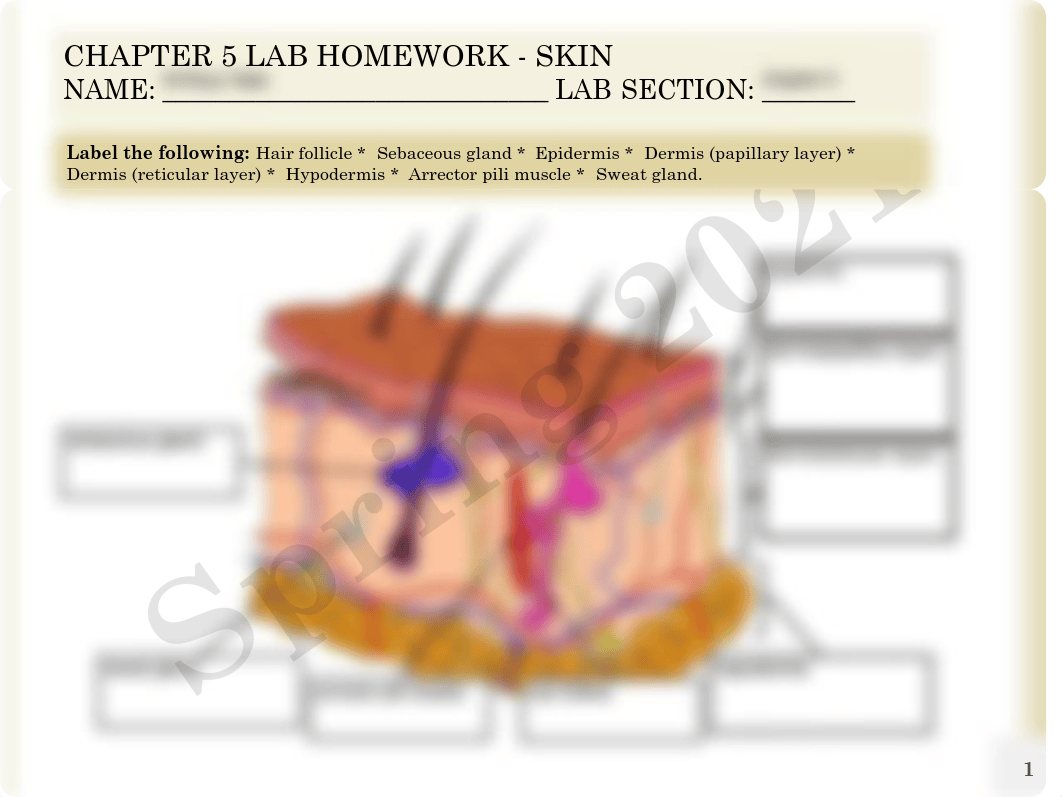 Anatomy and Physiology online Chapter 5 Lab Fillable.pdf_dvczlt6cw24_page1