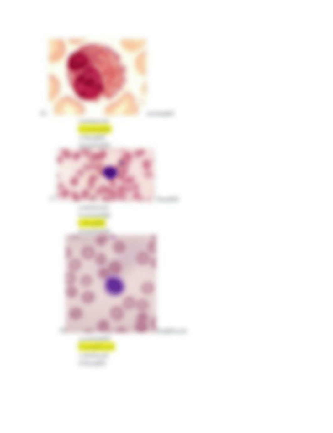 Lab Exam 1 Blood Questions_dvd23go1wo5_page4