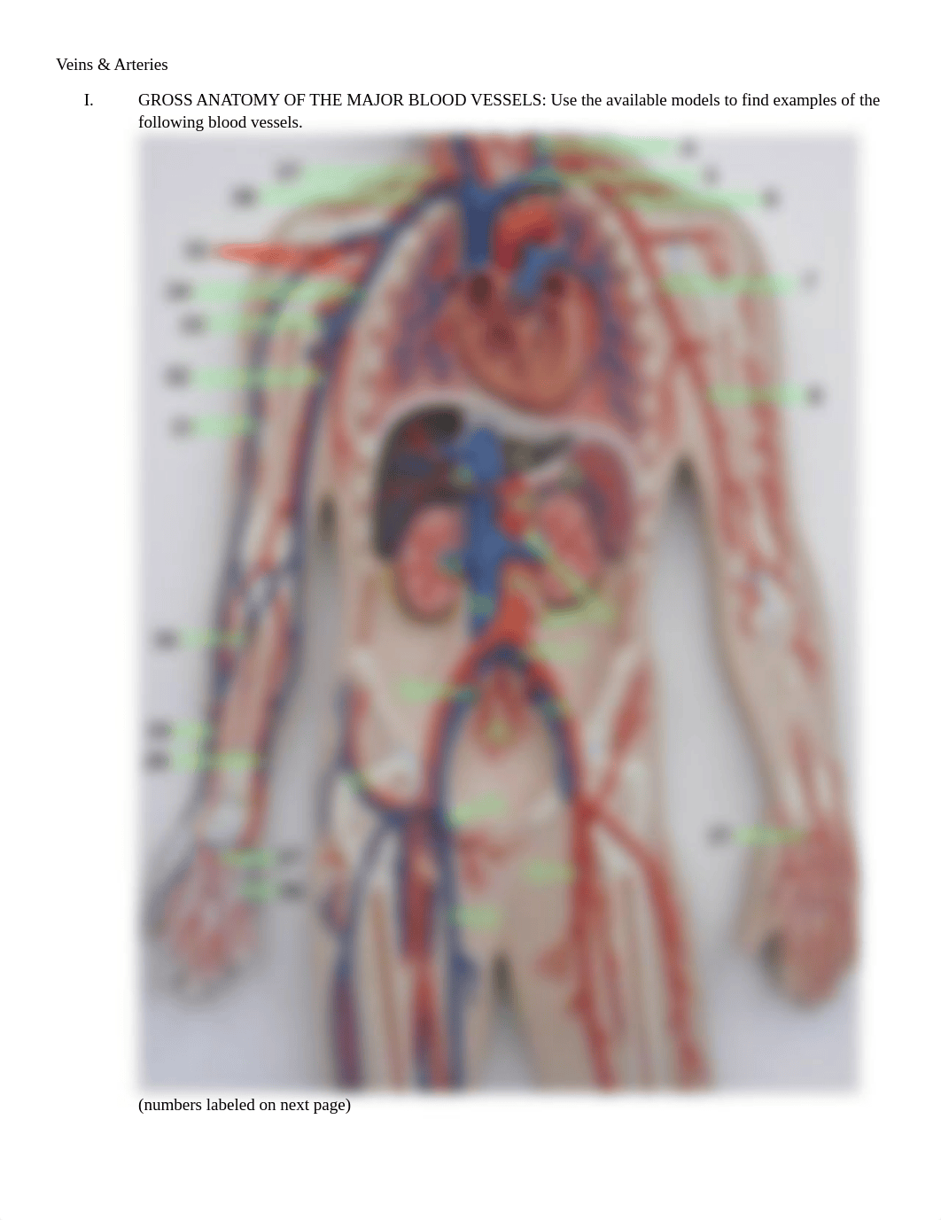 Veins&Arteries Lab Student Version.docx_dvd9ya6frwp_page1