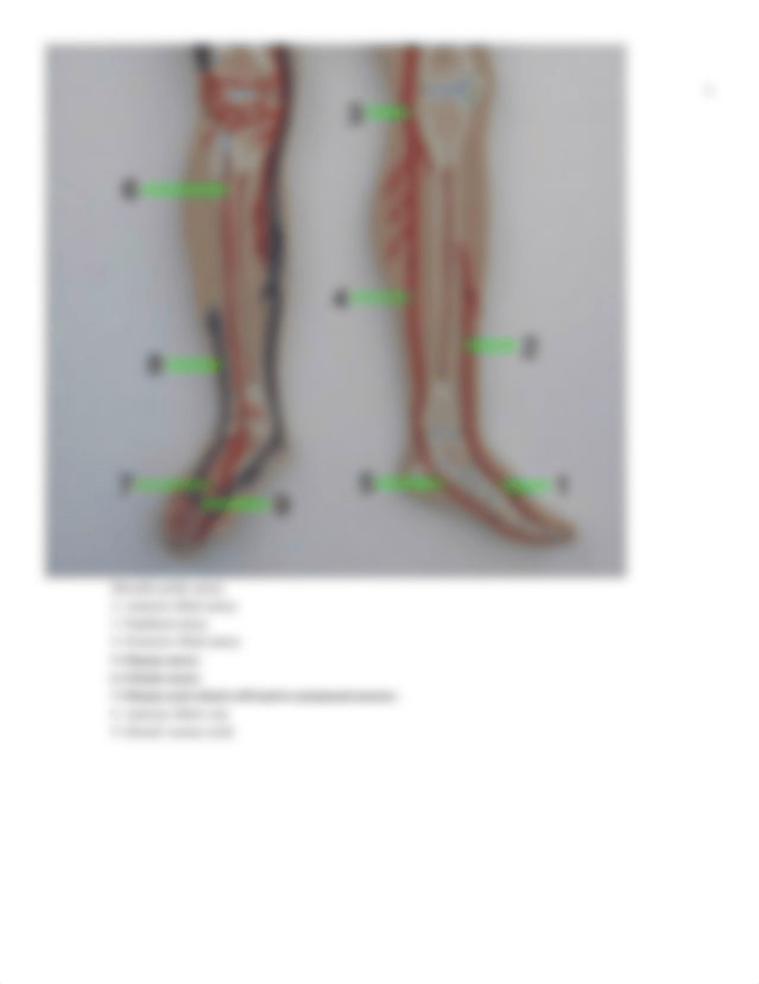 Veins&Arteries Lab Student Version.docx_dvd9ya6frwp_page3