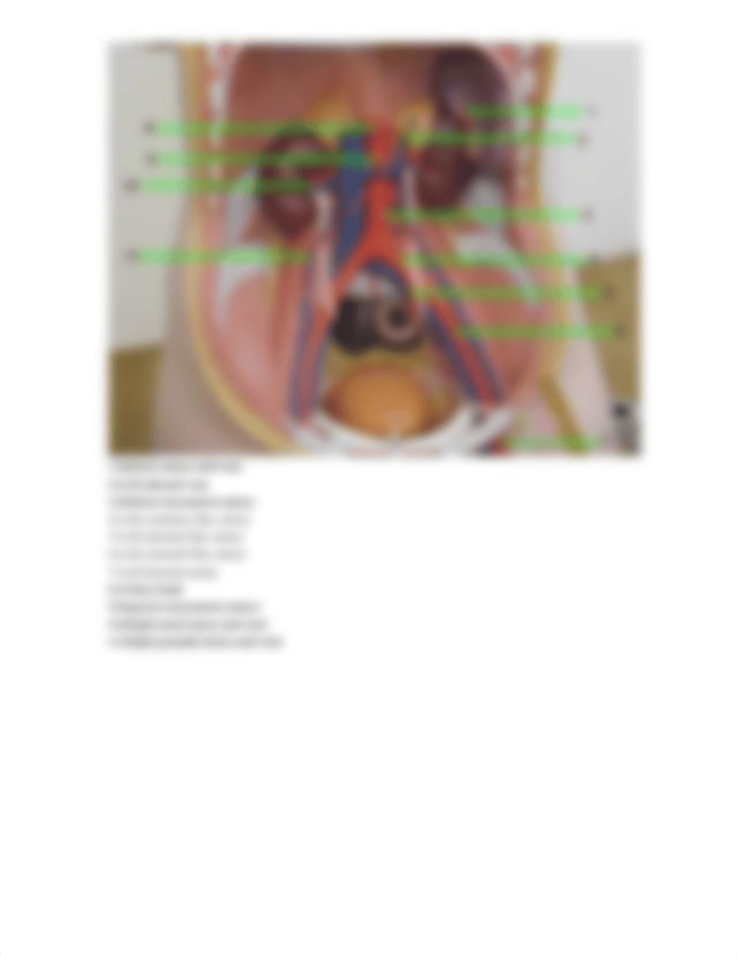 Veins&Arteries Lab Student Version.docx_dvd9ya6frwp_page4