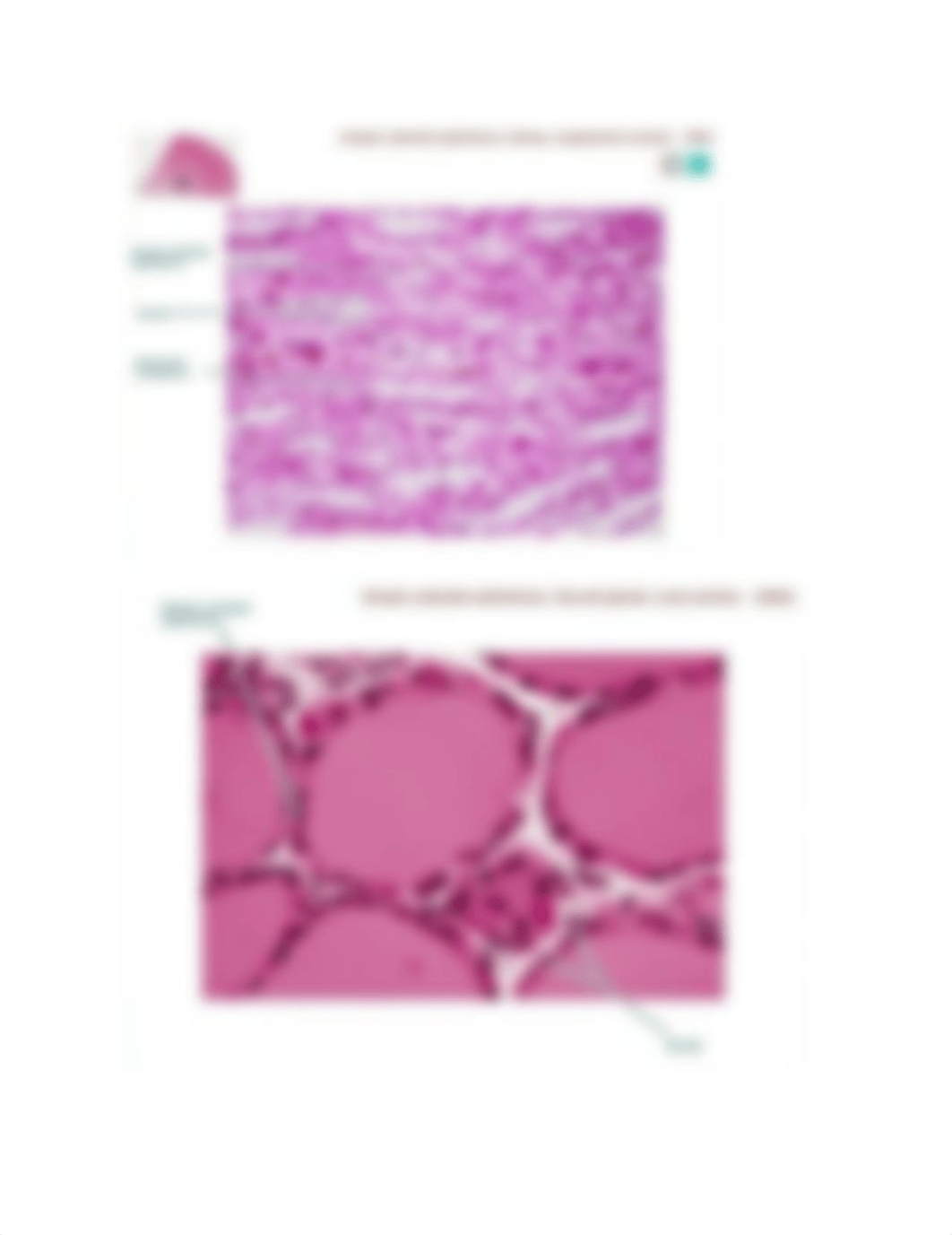 Epithelial Tissues_dvegfoj0lsj_page5