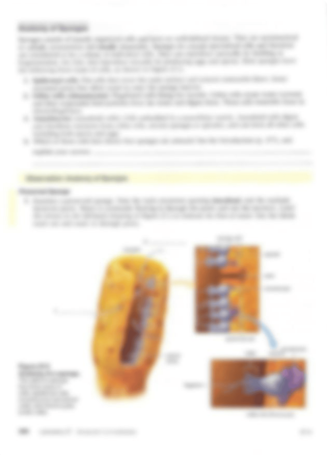 Lab 27 - Introduction  To Invertebrates Unit 27_dvf601osfpp_page4